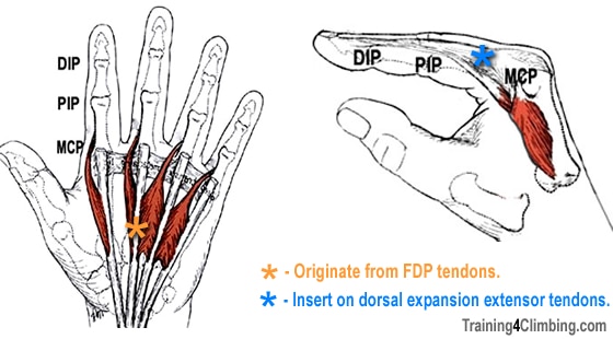 lumbricals and interossei of hand