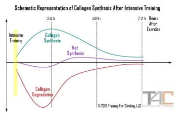 Graph of collagen synthesis after training for climbing