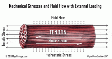 Fluid diffusion during mechanical loading of tendons. By Eric Horst.