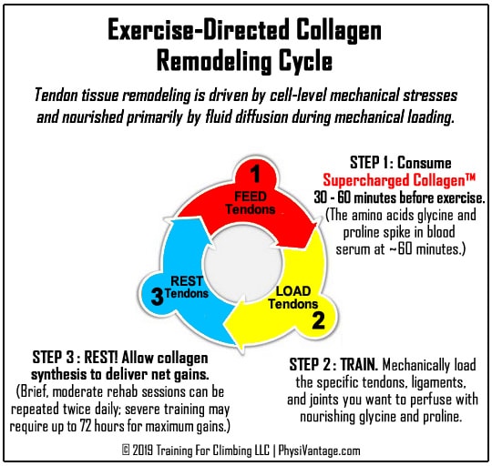 exercise-directed collagen supplementation for athletes