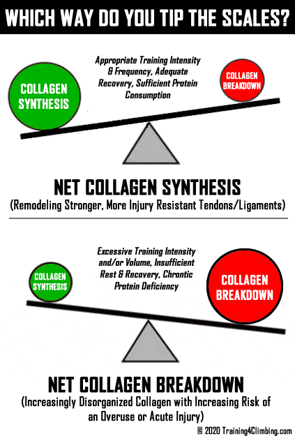 graph of collagen synthesis versus breakdown